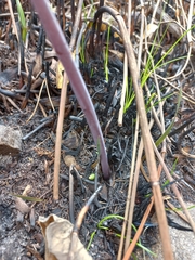 Cyrtanthus ventricosus