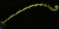 Asplenium gueinzianum