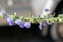 Salvia alamosana