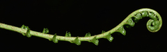 Asplenium gueinzianum