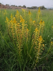 Bulbine abyssinica