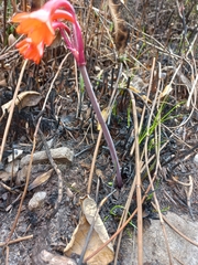 Cyrtanthus ventricosus