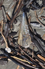 Atrina zelandica
