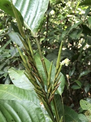 Marantaceae