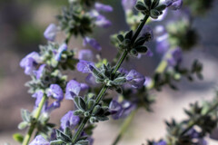 Salvia alamosana