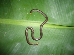 Common Peru Blind Snake photo 1