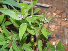 Cleome monophylla