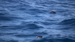 Puffinus lherminieri