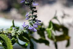 Salvia alamosana
