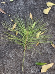 Pinus taeda