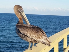 Pelecanus occidentalis
