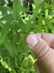 Ischnura