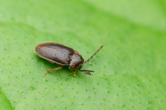 Ptilodactyla
