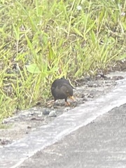 Turdus poliocephalus