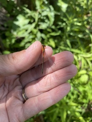 Ischnura
