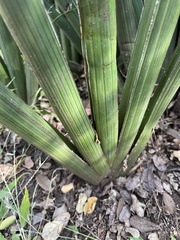 Asparagaceae