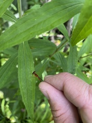 Ischnura