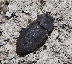 Gonocephalum rusticum