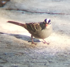 Zonotrichia leucophrys gambelii