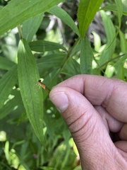 Ischnura