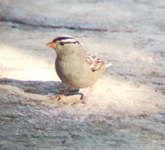 Zonotrichia leucophrys gambelii