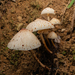滴淚白環蘑 - Photo 由 Lawrence Hylton 所上傳的 (c) Lawrence Hylton，保留部份權利CC BY-SA