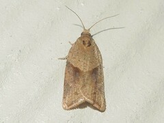 Argyrotaenia ivana