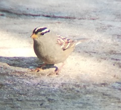 Zonotrichia leucophrys gambelii
