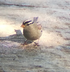 Zonotrichia leucophrys gambelii