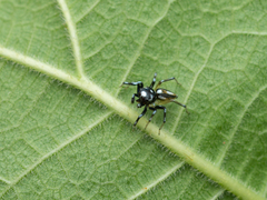 Phintella bifurcilinea