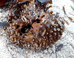 Saccorhiza polyschides