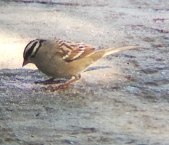 Zonotrichia leucophrys gambelii