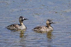 Thalassornis leuconotus