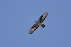 Aquila spilogaster