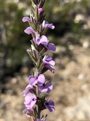 Muraltia splendens splendens