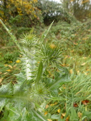 Onopordum acanthium