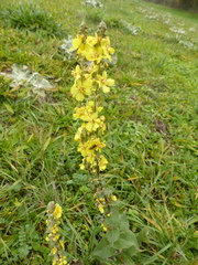 Verbascum nigrum