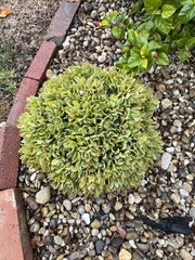 Crassula arborescens undulatifolia