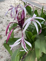Crinum