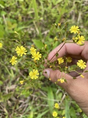 Ixeridium laevigatum