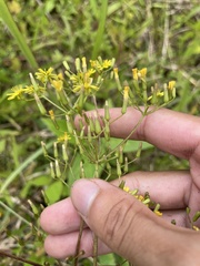 Ixeridium laevigatum