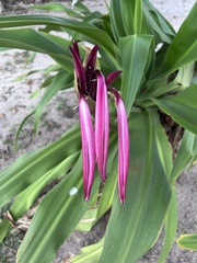 Crinum