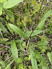 Ixeridium laevigatum