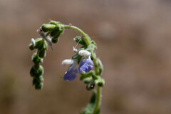 Salvia aequidistans