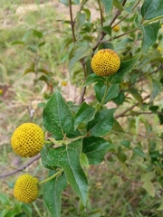 Podanthus ovatifolius