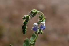 Salvia aequidistans
