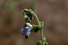 Salvia aequidistans