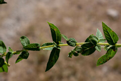 Salvia aequidistans