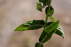 Salvia aequidistans