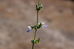 Salvia aequidistans